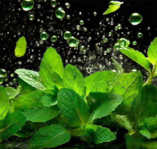 Menthol Flavor